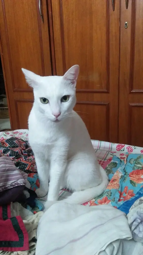 pet,cat, mochu