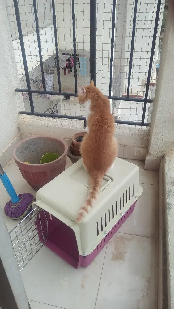 pet,cat, garu