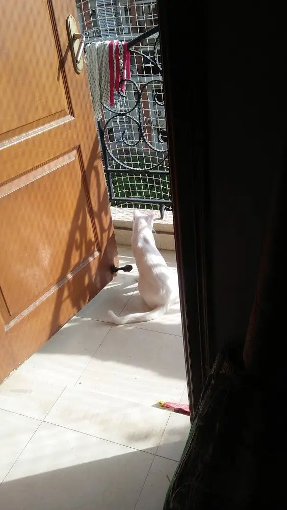 pet, cat,mochu, sunshine