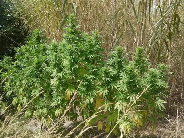 Master Kush