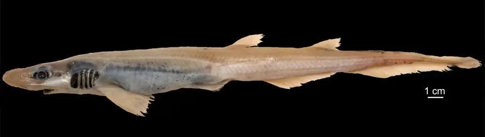 Skinless Shark