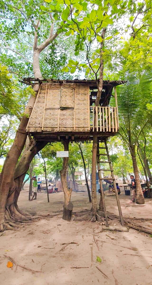 The Tree house