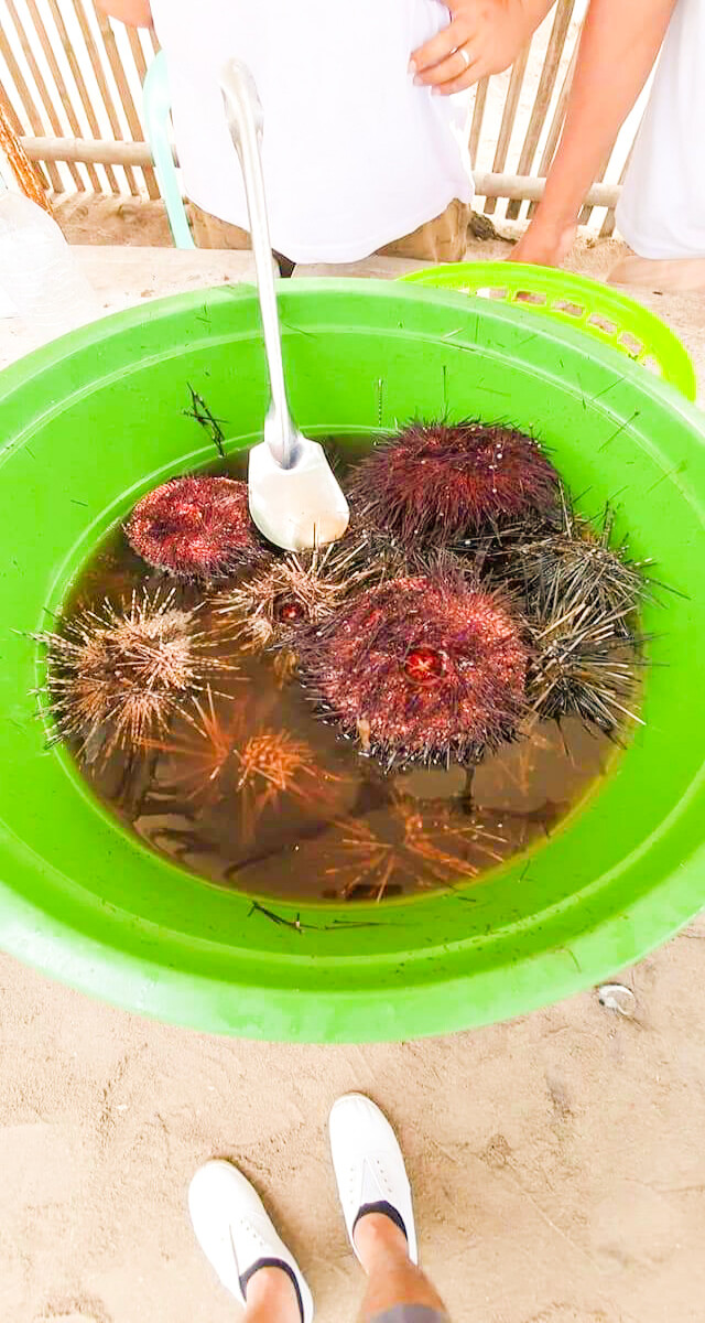 sea urchin