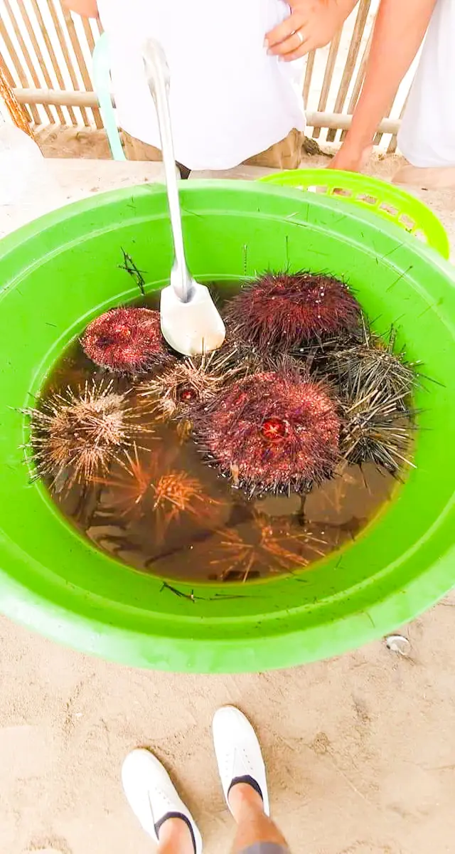 sea urchin