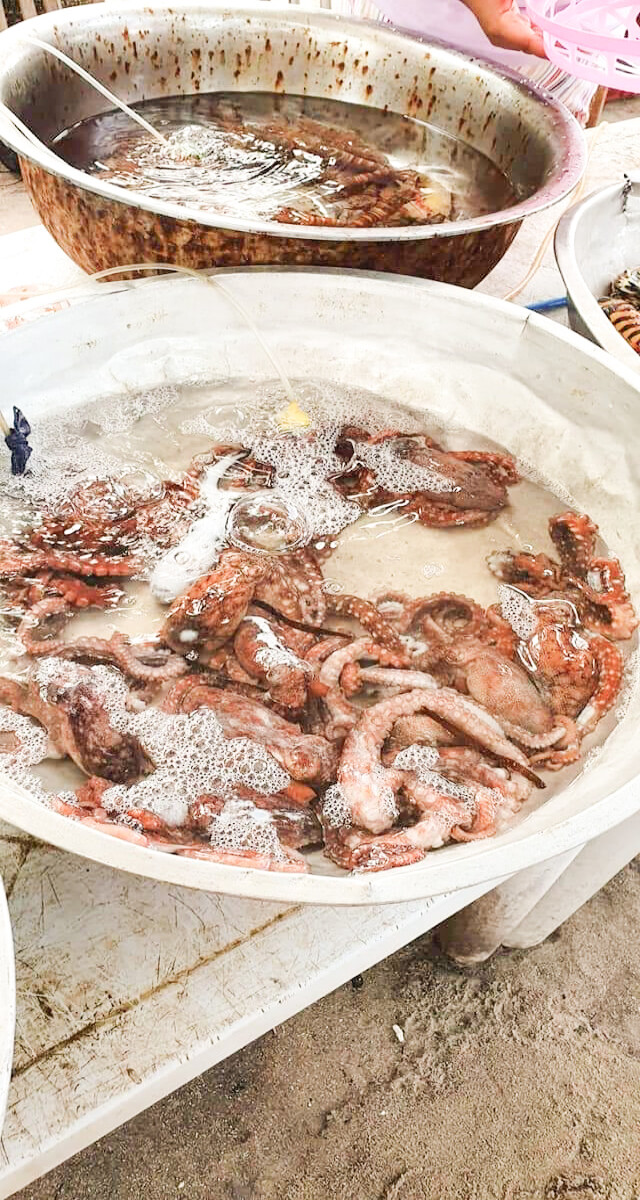 octopus