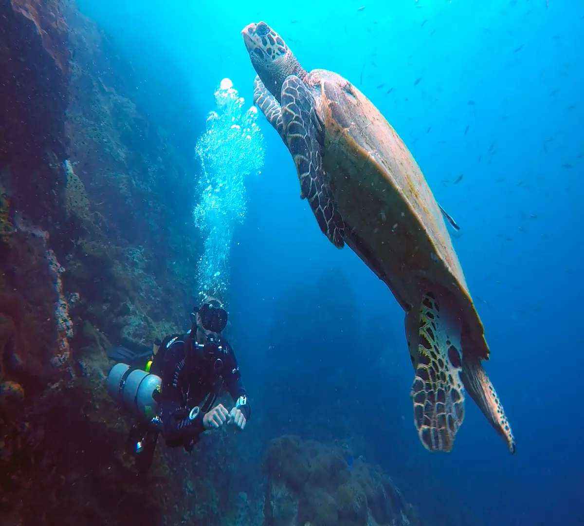 A turtle and a diver