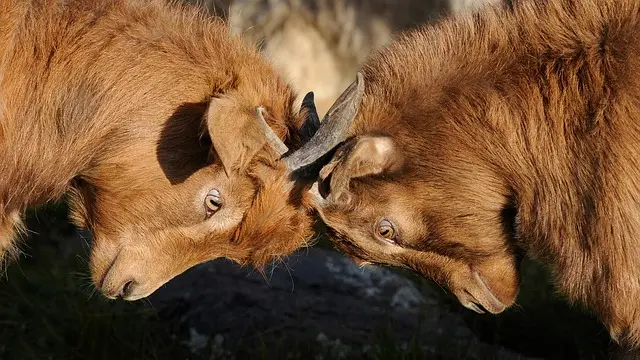 goats competition