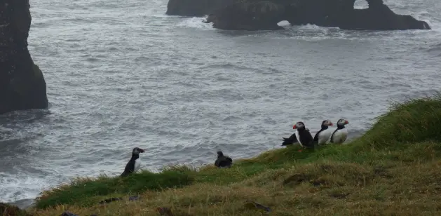 puffins - one of the animals of Iceland