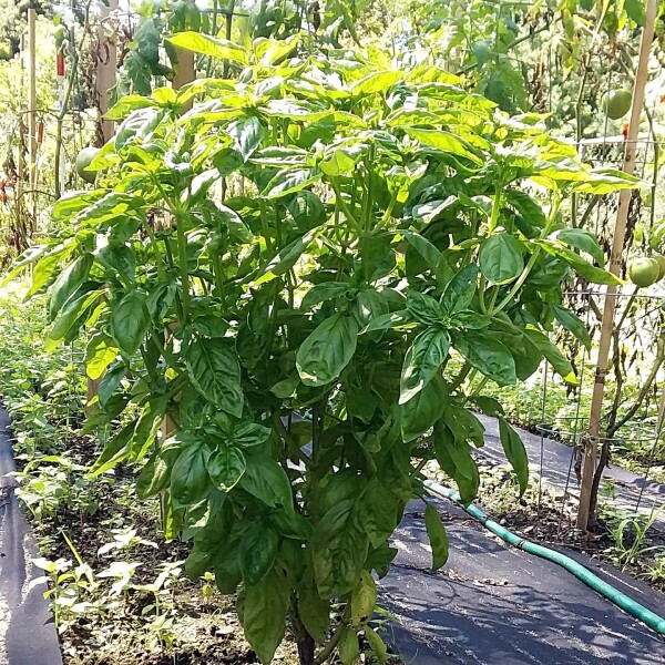 basil plant