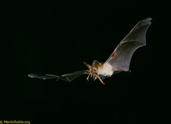 Bat