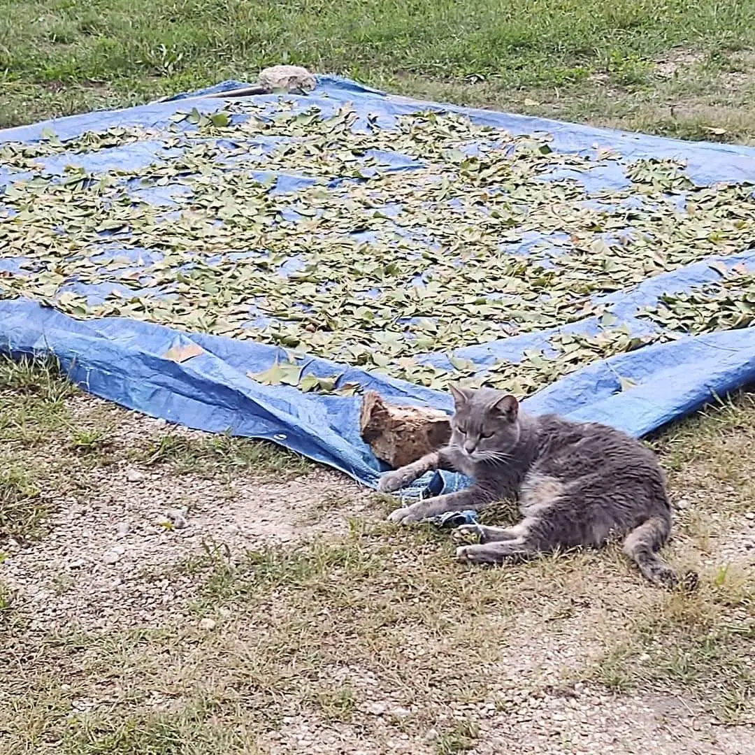 Lao Tsu Guardian of the Drying Ginko leaves we picked for Tea