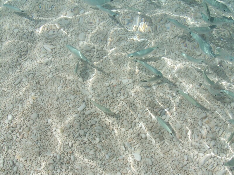 1a54b313a70c979929c1bb65362f99602e12217c121cc2ff955932728bf5de81.jpeg