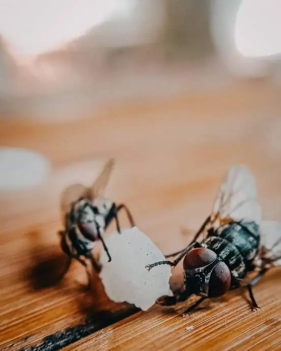 FLY