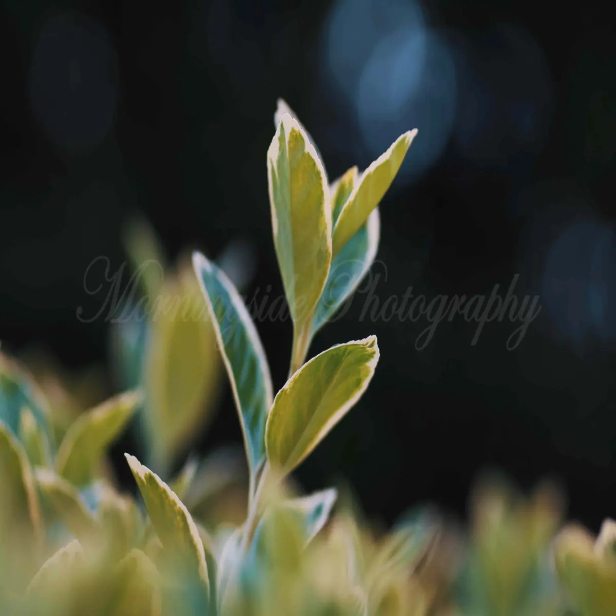 plant leaves