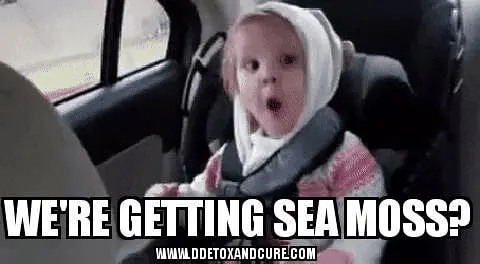 We're getting sea moss