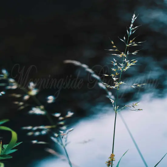 Grass