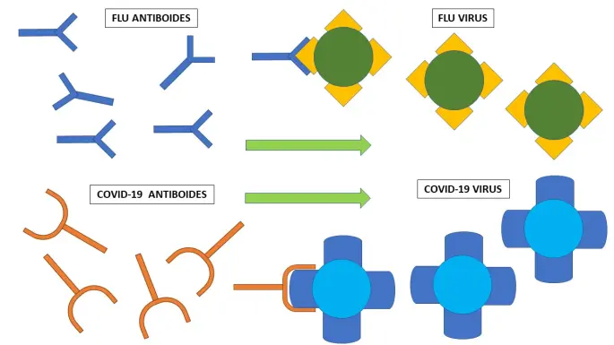 This image is for illustrative purposes only (the green arrows show the capacity of action of the antibodies).