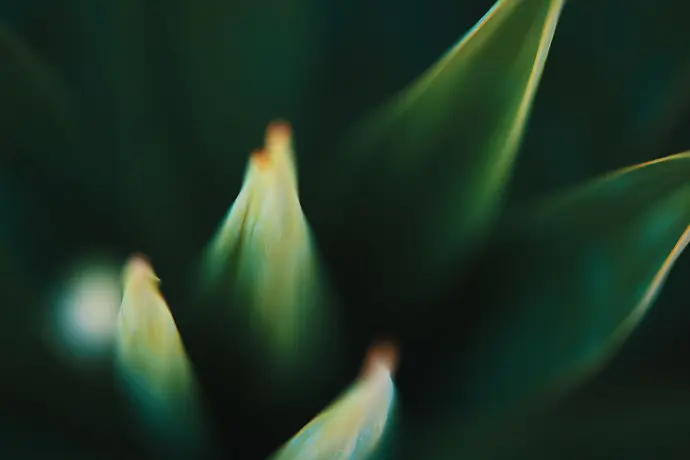 afabbdee3c2d983e2eed4e6ba6c7541a6f07595dca9d202adfade528cdcf0ea8.jpeg