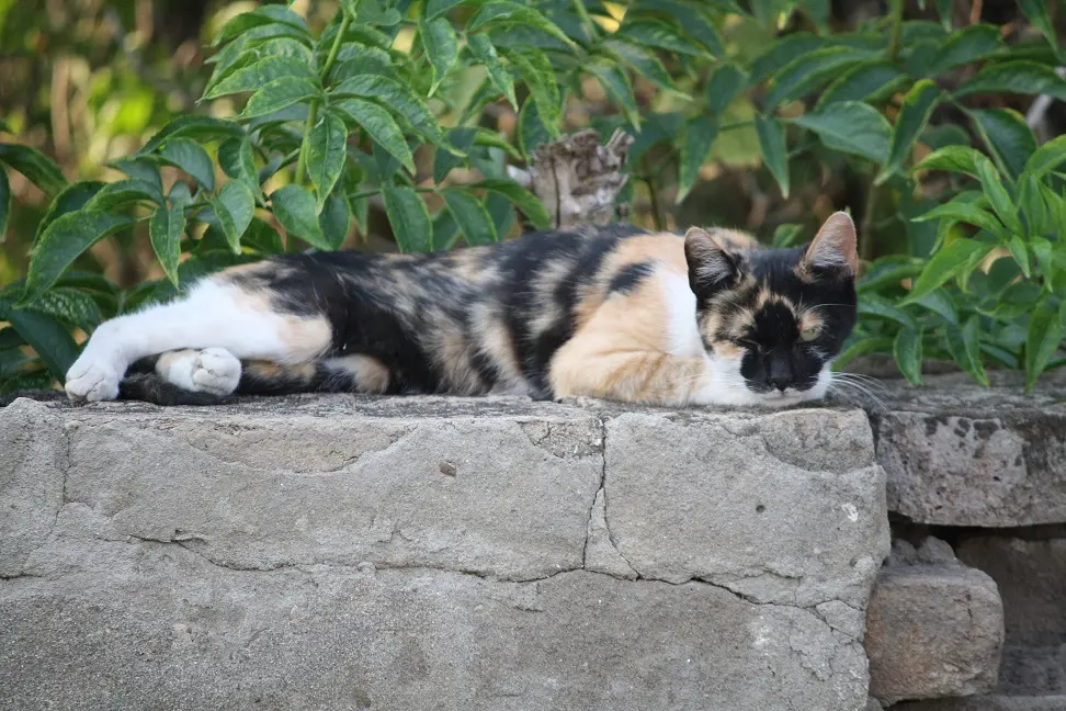cat