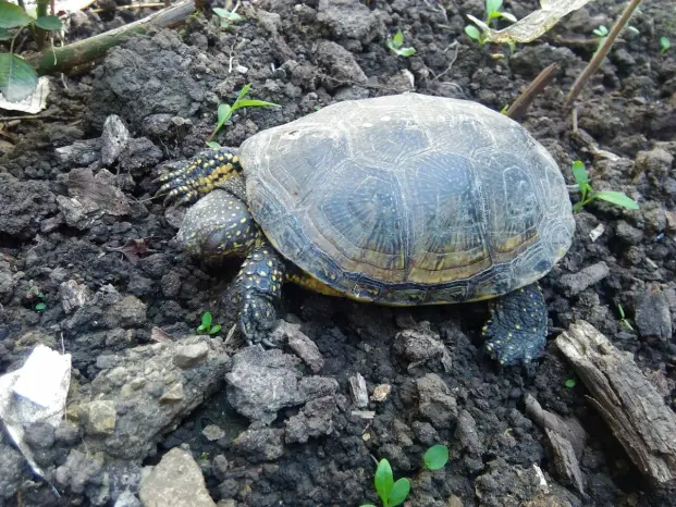 My Poor Turtle