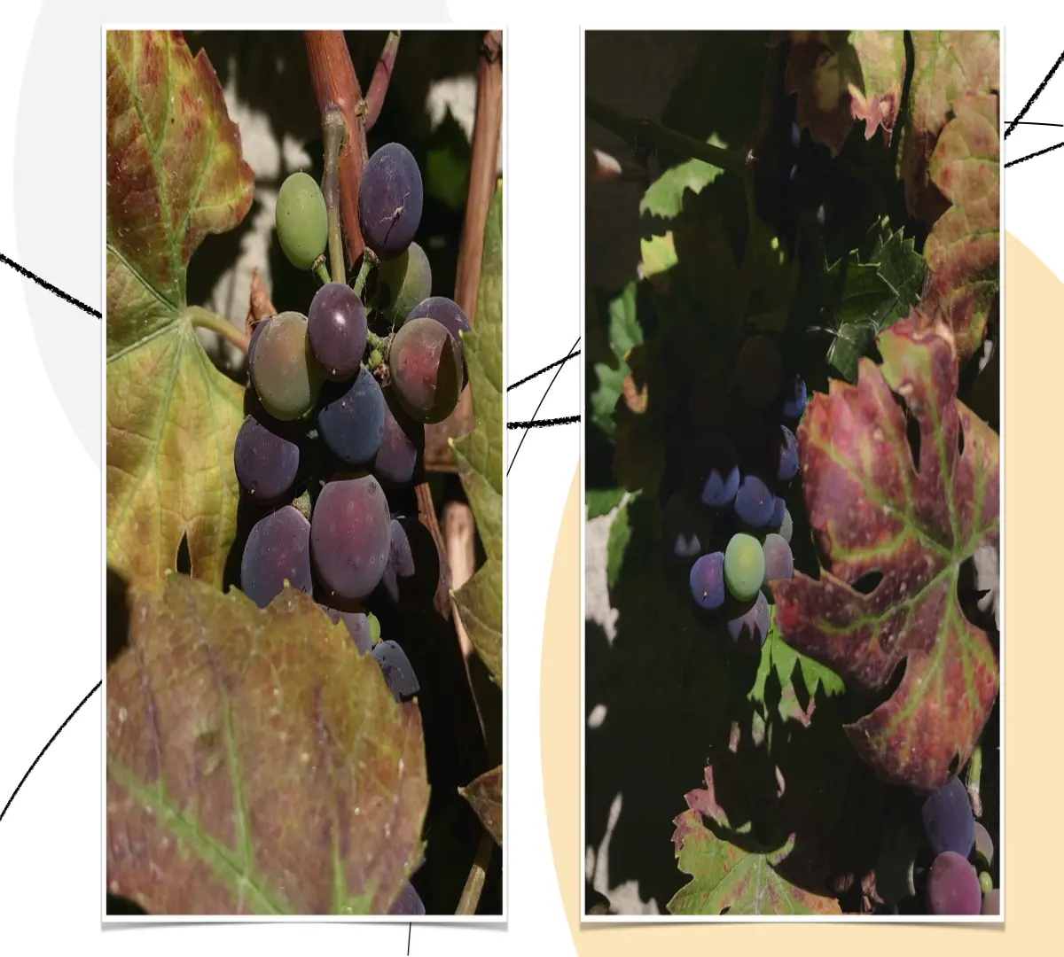 grapes_szbarnaus