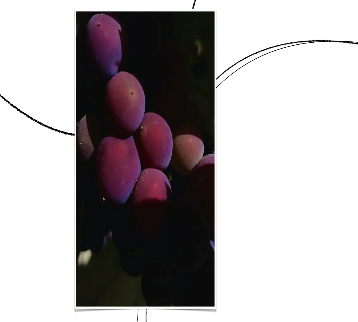 grapes_szbarnaus