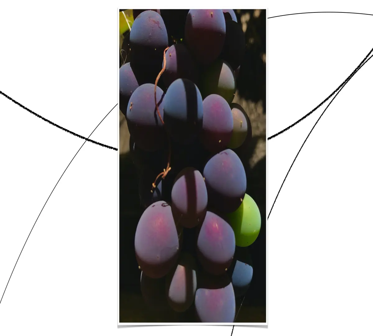 grapes_szbarnaus