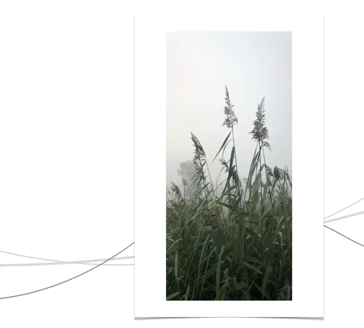 mistymorning_szbarnaus