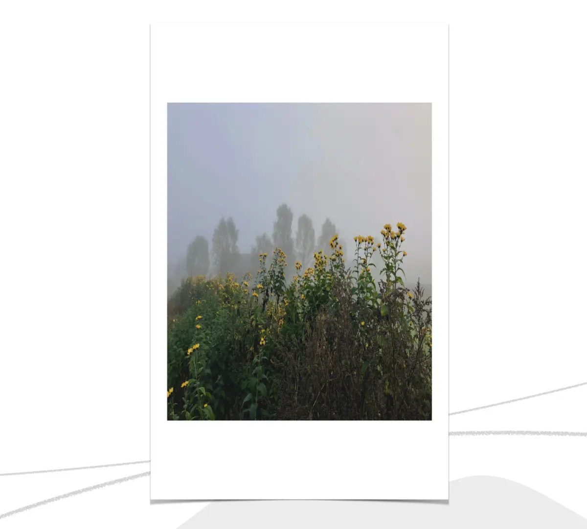 mistymorning_szbarnaus