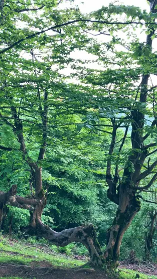 forests and nature of North of Iran