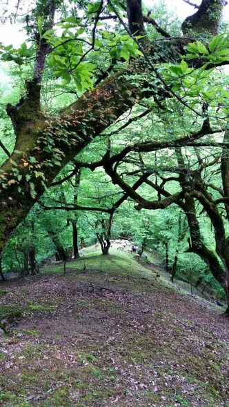 forests and nature of North of Iran