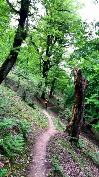 forests and nature of North of Iran