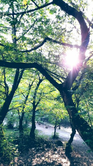 forests and nature of North of Iran
