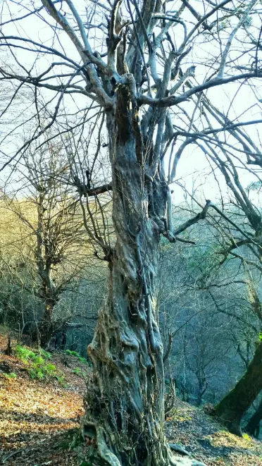 forests and nature of North of Iran