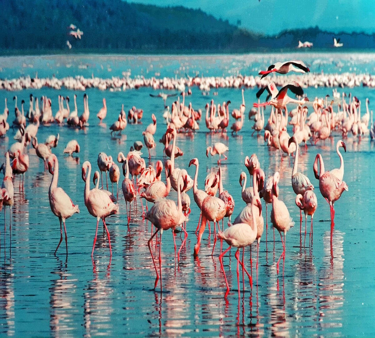 14a563f78543a448560e2a5ba37553d209395c3189c31a1d2b2850702f3b9a60.jpeg