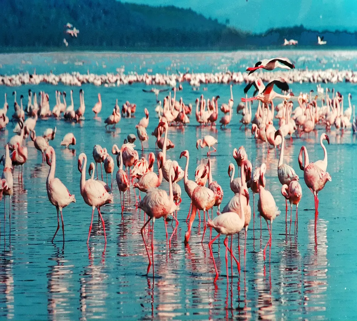 14a563f78543a448560e2a5ba37553d209395c3189c31a1d2b2850702f3b9a60.jpeg