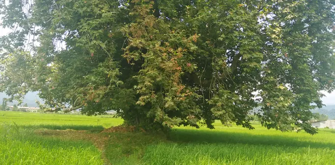 Cycling In Iran, nature, Trees