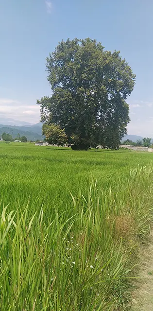 Cycling In Iran, nature, Trees