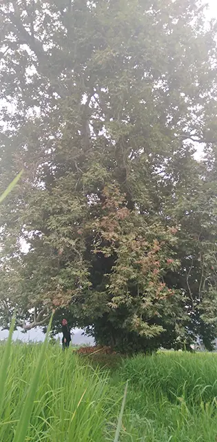 Cycling In Iran, nature, Trees