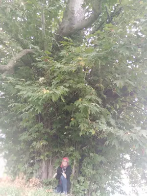 Cycling In Iran, nature, Trees