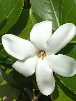 tiareflower