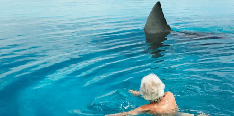 pool_shark