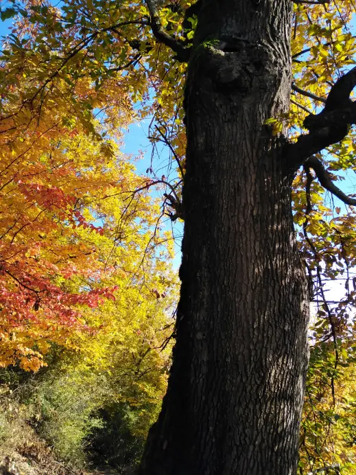 Autumn in north Iran Forests, nature