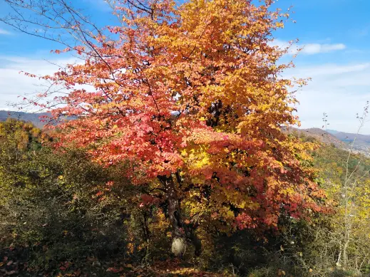 Autumn in north Iran Forests, nature