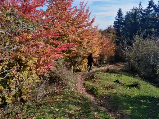 Autumn in north Iran Forests, nature
