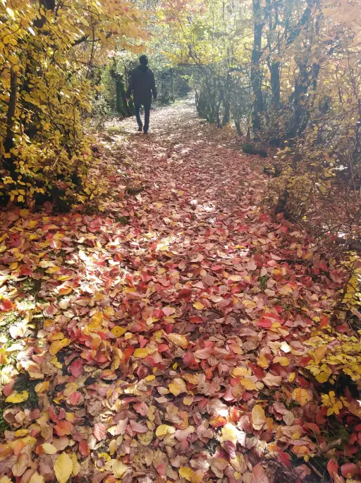 Autumn in north Iran Forests, nature