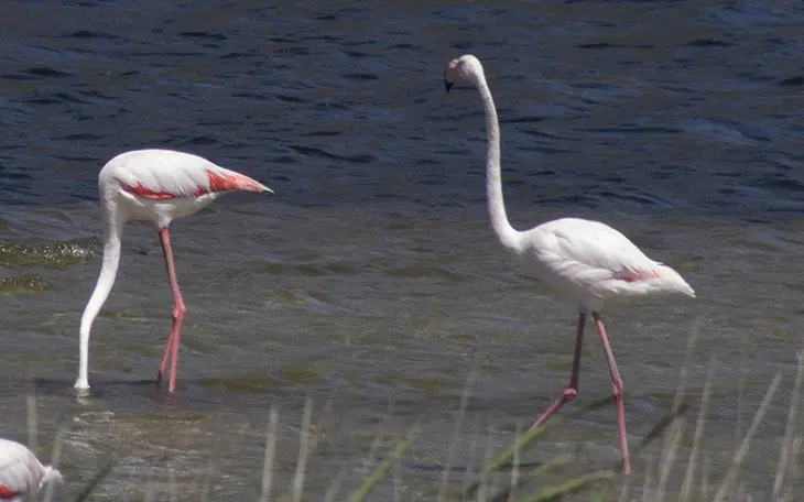 Flamingoes