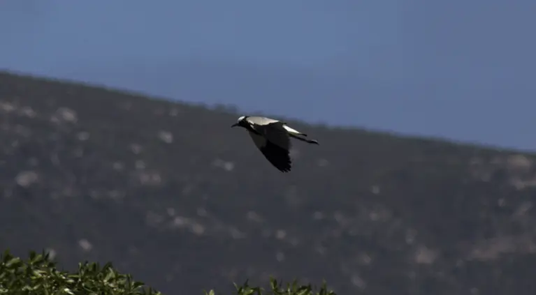 Blacksmith Plover