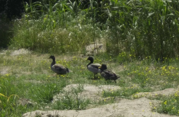 Mallards