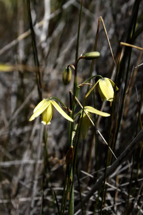 Albuca